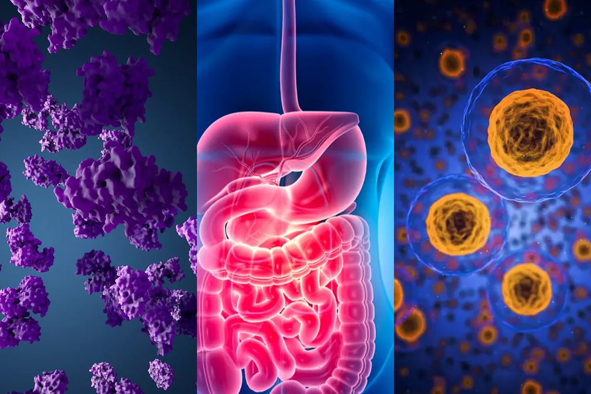 Enzimas Digestivas: Entenda sua Importância e Função